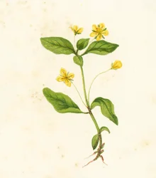 Wood Loosestrife, Lysimachia Nemorum